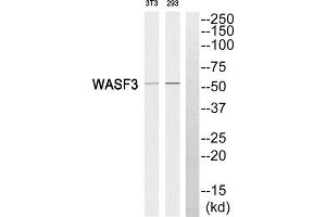 Western blot analysis of extracts from 3T3 cells and 293 cells, using WASF3 antibody. (WASF3 anticorps  (Internal Region))