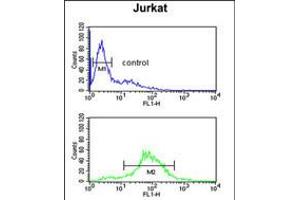 Flow cytometric analysis of Jurkat cells (bottom histogram) compared to a negative control cell (top histogram). (BTBD9 anticorps  (AA 237-262))