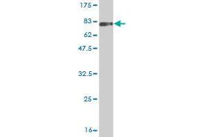 Western Blot detection against Immunogen (74.