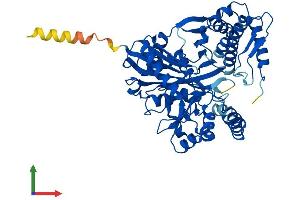 AlphaFold protein structure predicition of Mouse Recombinant Gk5 Protein, UniprotID Q8BX05