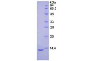 SDS-PAGE of Protein Standard from the Kit  (Highly purified E.