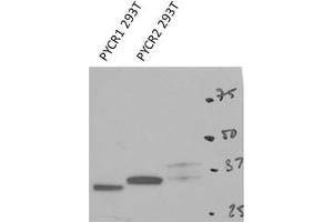 PYCR2 antibody - C-terminal region (ARP54938_P050) validated by WB using 293T cells lysate at 1 ug/ml. (PYCR2 anticorps  (C-Term))