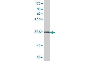 Western Blot detection against Immunogen (36.