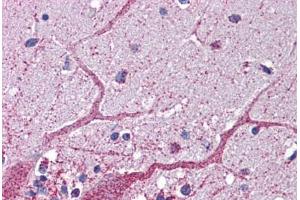 Human Brain, Cerebellum