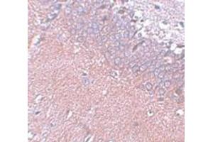 Immunohistochemistry (IHC) image for anti-Synaptogyrin 4 (SYNGR4) (N-Term) antibody (ABIN1031592) (SYNGR4 anticorps  (N-Term))
