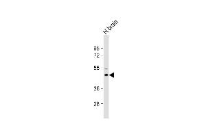 Anti-M1 Antibody (Center) at 1:2000 dilution + Human brain lysate Lysates/proteins at 20 μg per lane. (AP1M1 anticorps  (AA 199-227))