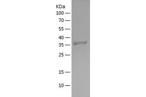 Western Blotting (WB) image for Proto-oncogene tyrosine-protein kinase Src (Src) (AA 1-79) protein (His-IF2DI Tag) (ABIN7124699)