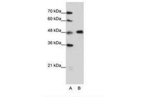 Image no. 2 for anti-Heterogeneous Nuclear Ribonucleoprotein F (HNRNPF) (C-Term) antibody (ABIN202472) (HNRNPF anticorps  (C-Term))