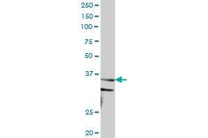 CCNH MaxPab polyclonal antibody.