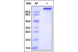 Rhesus macaque EGF R, Fc Tag on SDS-PAGE under reducing (R) condition.