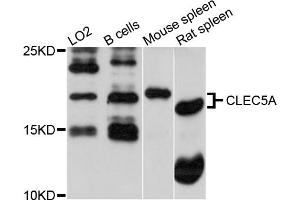 Western blot analysis of extracts of various cell lines, using CLEC5A antibody (ABIN5971486) at 1/1000 dilution. (CLEC5A anticorps)