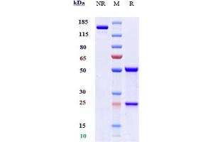 Anti-CSF2Ra / GM-CSFRa / CD116 Reference Antibody (mavrilimumab) on SDS-PAGE under reducing (R) condition.