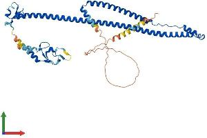 AlphaFold protein structure predicition of Human Recombinant TRIM31 Protein, UniprotID Q9BZY9