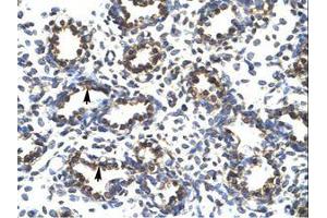 Image no. 1 for anti-PR Domain Containing 14 (PRDM14) (AA 208-257) antibody (ABIN202775)