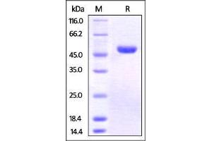 Human Nectin-2, His Tag on SDS-PAGE under reducing (R) condition. (PVRL2 Protein (AA 32-360) (His tag))