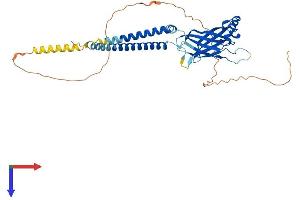 AlphaFold protein structure predicition of Human Recombinant BSCL2 Protein, UniprotID Q96G97