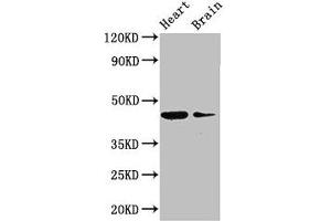 Western Blot Positive WB detected in: Mouse heart tissue, Mouse brain tissue All lanes: P2RX1 antibody at 3 μg/mL Secondary Goat polyclonal to rabbit IgG at 1/50000 dilution Predicted band size: 45 kDa Observed band size: 45 kDa (P2RX1 anticorps  (AA 54-175))