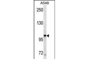 KIT Antibody (ABIN1882197 and ABIN2843885) western blot analysis in A549 cell line lysates (35 μg/lane). (KIT anticorps)