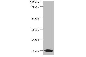 WB analysis of mouse heart tissue, using G0S2 antibody (2 μg/ml) and anti-rabbit goat polyclonal secondary antibody (1/10000 dilution). (G0S2 anticorps  (AA 1-103))