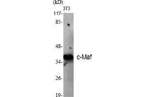 Western Blot analysis of various cells using c-Maf Polyclonal Antibody diluted at 1:500.