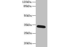 Western blot All lanes: FAM92A antibody at 1 μg/mL + Mouse brain tissue Secondary Goat polyclonal to rabbit IgG at 1/10000 dilution Predicted band size: 34, 29, 32, 31, 12 kDa Observed band size: 34 kDa (Family with Sequence Similarity 92, Member A (FAM92A) (AA 1-271) anticorps)