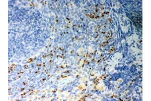 Anti-CD36 Picoband antibody, (ABIN3043804), IHC(P)IHC(P): Rat Spleen Tissue