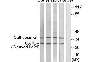 Western blot analysis of extracts from HepG2 cells, COLO cells, HUVEC cells and A549 cells, using CATG (Cleaved-Ile21) antibody. (Cathepsin G anticorps  (Cleaved-Ile21, N-Term))