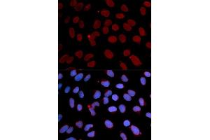 Immunofluorescence (IF) image for anti-Lamin B1 (LMNB1) (AA 397-586) antibody (ABIN3015698)