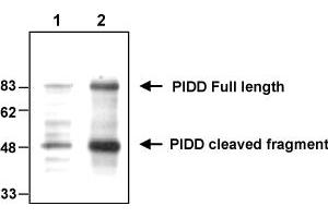 Western blot analysis of endogenous and overexpressed human PIDD using MAb to PIDD (Anto-1) . (PIDD anticorps  (AA 776-910))