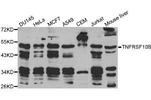 Western blot analysis of extracts of various cell lines, using TNFRSF10B antibody. (TNFRSF10B anticorps  (AA 56-210))