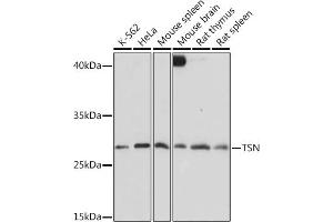 Western blot analysis of extracts of various cell lines, using TSN Rabbit pAb  at 1:1000 dilution. (Translin anticorps  (AA 50-150))
