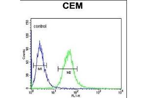 Y1A Antibody (Center) (ABIN653472 and ABIN2842894) flow cytometric analysis of CEM cells (right histogr) compared to a negative control cell (left histogr). (AMY1A anticorps  (AA 195-223))