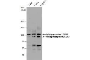 WB Image LAMP2 antibody detects LAMP2 protein by western blot analysis. (LAMP2 anticorps)