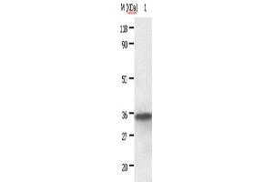Western Blotting (WB) image for anti-Annexin A2 (ANXA2) antibody (ABIN2420980) (Annexin A2 anticorps)