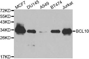 Western blot analysis of extracts of various cell lines, using BCL10 antibody. (BCL10 anticorps)