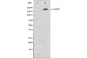 Western blot analysis on NIH-3T3 cell lysate using GANP Antibody,The lane on the left is treated with the antigen-specific peptide. (GANP anticorps  (C-Term))