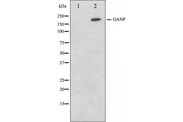 GANP anticorps  (C-Term)