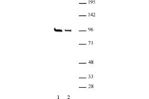 EZH1 antibody (pAb) tested by Western blot. (EZH1 anticorps  (N-Term))