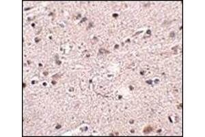 Immunohistochemistry of MC4R in human brain tissue with this product at 2. (MC4R anticorps  (N-Term))