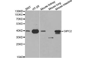 Western blot analysis of extracts of various cell lines, using GIPC2 antibody (ABIN5970567) at 1/1000 dilution. (GIPC2 anticorps)