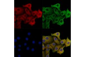 PERK Mouse monoclonal Antibody staining Hela cells by IF/ICC. (PERK anticorps)
