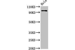 Western Blot Positive WB detected in: Hela whole cell lysate All lanes: CLOCK antibody at 3. (CLOCK anticorps  (AA 577-846))