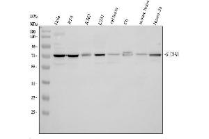 Western blot analysis of SLC6A1 using anti-SLC6A1 antibody (ABIN5518957). (SLC6A1 anticorps  (N-Term))