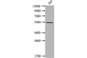 Western Blot Positive WB detected in: U87 whole cell lysate All lanes: MROH8 antibody at 1:2000 Secondary Goat polyclonal to rabbit IgG at 1/50000 dilution Predicted band size: 55, 100 kDa Observed band size: 55 kDa (C20orf132 anticorps  (AA 1-275))