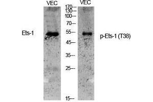 Western Blot (WB) analysis of specific cells using Phospho-Ets-1 (T38) Polyclonal Antibody.