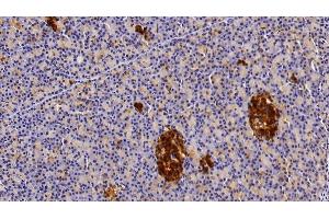 Detection of CLU in Porcine Pancreas Tissue using Polyclonal Antibody to Clusterin (CLU)