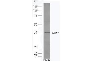 Human HL-60 lysates probed with Rabbit Anti-CDK7 Polyclonal Antibody, Unconjugated (ABIN670251) at 1:300 overnight at 4 °C. (CDK7 anticorps  (AA 1-80))