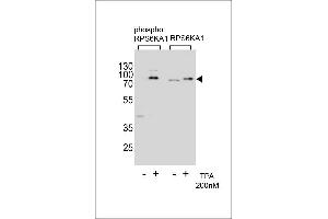 Western blot analysis of extracts from Hela cells,untreated or treated with T,200nM,using phospho RPS6KA1- (left) or RPS6KA1 Antibody (right)