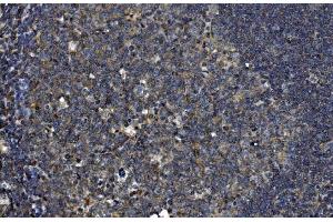 IHC analysis of OTULIN using anti-OTULIN antibody (ABIN7601854). (FAM105B anticorps  (AA 49-352))