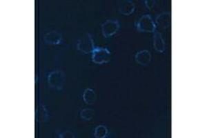 Immunofluorescence (IF) image for anti-Neural Cell Adhesion Molecule 1 (NCAM1) antibody (Alexa Fluor 647) (ABIN2657827)